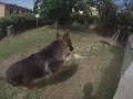 pastore 動画5c