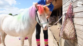 Woman Dyes Pony's Hair to Make It Look Like a Unicorn