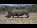 wildlife
