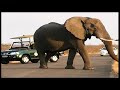 wildlife