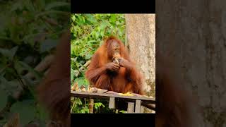 Young Orangutan Feasts On Bananas.