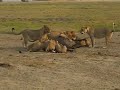 Lion Pride Kill Pregnant Cape Buffalo images Lion Pride Kill Pregnant Cape Buffalo