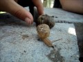 El Caracol Veloz images El Caracol Veloz