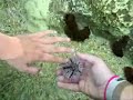 Starfish, Sea Cucumber and Sea Urchin