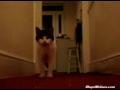 Purina Animal All Stars on Yahoo! Video CAT saying HELLOw default Purina Animal All Stars on Yahoo! Video CAT saying HELLOw