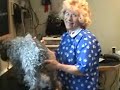 How to Groom a Miniature Schnauzer