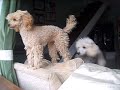 Funny Video CCTV Captures my POODLES barking when im out after neighbours complain!!