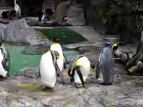 上野動物園 - 企鵝II