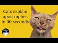 When Do You Use an Apostrophe? (Explained by cats in about 60 seconds)😺 👓
