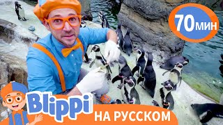 🐧Блиппи Изучает Пингвинов В Зоопарке🐧 | Блиппи На Русском