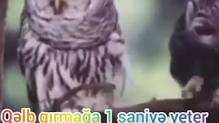 Qelb Qirmag 1 Saniyeliydi Qirilan Qelbi Düzeltmek Üçün 1 Ömür Yetmez