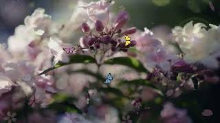 Футаж🌸 Розовое Цветущее Дерево🌸 Розовые Цветы🌸 Pink Flowers