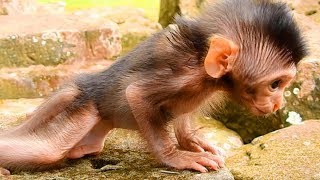 Cute Timo Adorable Monkey Baby, Wish Him Good Healthy and More Beautiful!