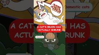 A Cats Brain Has Actually Shrunk