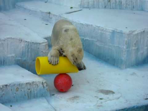 天王寺動物園ゴーゴ　20100102_2．AVI