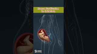 Human Fertilization Process In 3D Animation