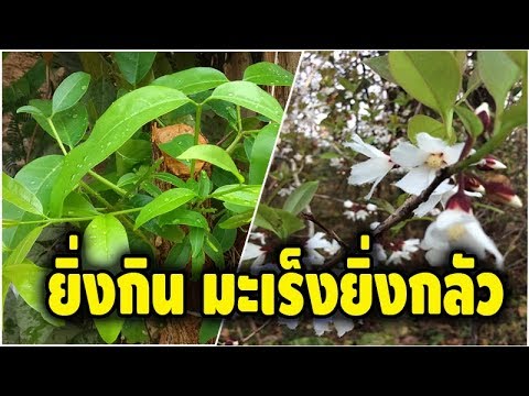 ยิ่งกินยิ่งดี “ผักติ้ว” ผักพื้นบ้านของชาวอีสาน เสริมถูมิคุ้มกัน มีฤทธิ์ต้านมะเร็ง