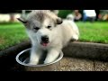 Inside Every Good Dog is A Great Dog - Purina® Pro Plan® Commercial - YouTube.flv