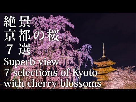 【絶景】京都の桜7選　Superb view 7 selections of Kyoto with cherry blossoms