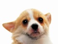 TheDer