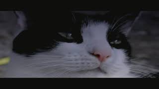 8TRAY - CAT MEETS RABBIT (INSTRUMENTAL)