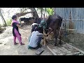 Two Cow Milking/Village Style Cow Exaction/How To Collect Natural Milk