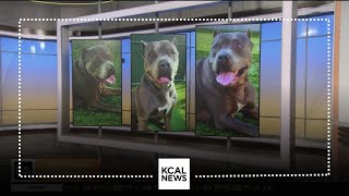 Amada, A 4-Year-Old Pit Bull Terrior Is Looking For A Forever Home Pet Of The Weekend