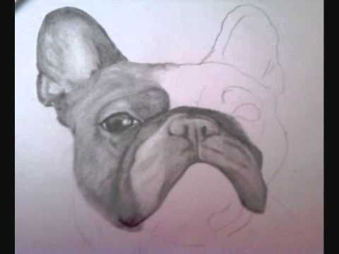 bulldog french drawing