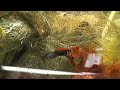 Full Red Dragon Movie 2