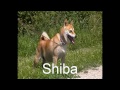 Shiba Inu kenner gezocht voor Shiba