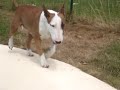 Chien Drole
