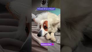Cute Dog Muppet.