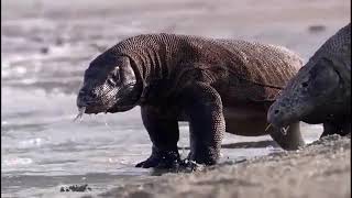 KOMODO EJDERİ (+18)