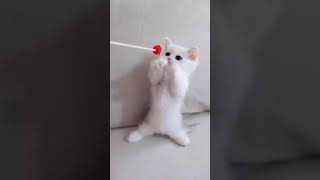 Minnoş Yavru Kediler Kitten (çok tatlılar)