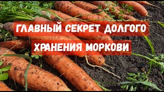 Срочно, Не Выкапывайте Морковь, Пока Не Посмотрите Это Видео!
