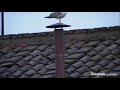 Vatican seagull becomes most watched bird in the world