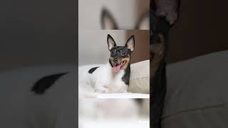 Toy Fox Terrier Small To Adult 1 Day To 1 Year