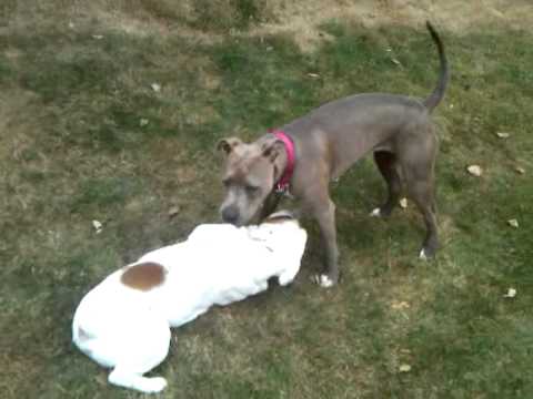 bull terrier dog english fight american pit fights