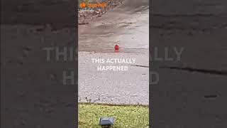 Bird Cardinal Dance To Boots On The Ground