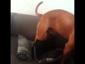 Pitbull humping pillow. Dog porn