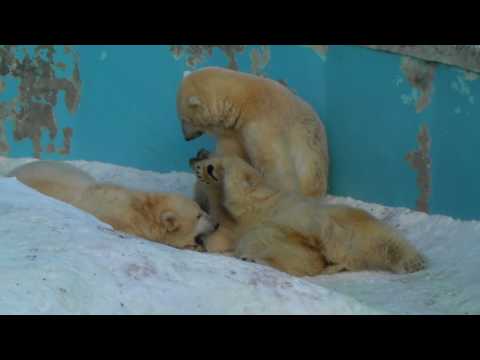 Polar Bear　20100204　ミルクタイムと遊び（円山動物園）