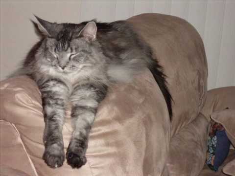 Baxter the big maine coon cat