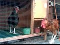 Ayam Hutan Vs Ayam Pelung images Ayam Hutan Vs Ayam Pelung