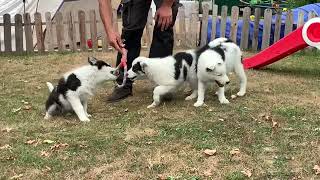 Chiots Laïka de Iakoutie