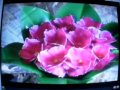entrevista sobre flores de garrafas pet.AVI