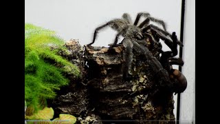 Psalmopoeus Irminia Breeding Venezuelan Suntiger Tarantula Pairing