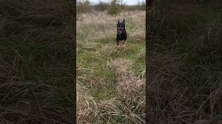 Рубик Ягдтерьер Немецкий Охотничий Терьер German Hunting Terrier Jagdterrier Nature