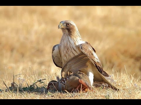 Rapaces y sus Hábitats