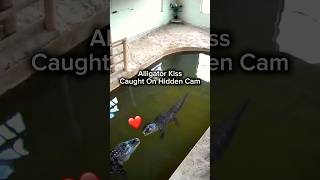 Alligator Kiss Caught On Hidden Cam