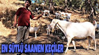 Bu Keçi̇ler Adami Zengi̇n Eder 3-4 Kg Süt Veri̇mi̇ Olan Satilik Keçi̇ler